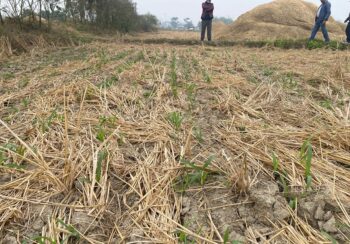 झापाका केही ठाउँमा खनजोत नै नगरी मकैबाली लगाउन सुरू