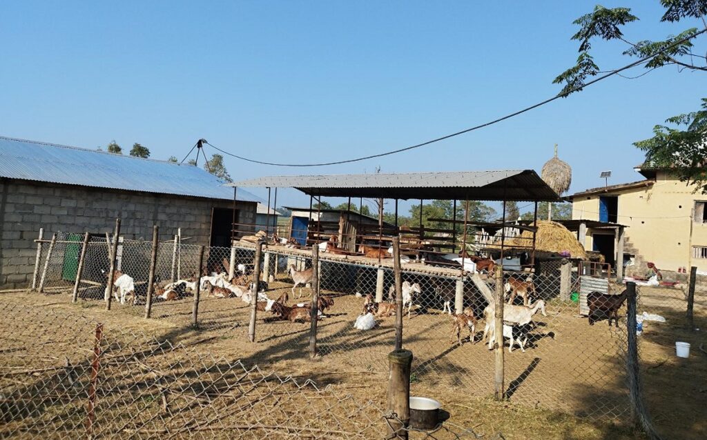 बाख्रा पालेर वार्षिक पाँच लाख बढी आम्दानी