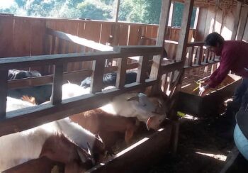 विदेशबाट फर्किएका युवामा कृषि मोह