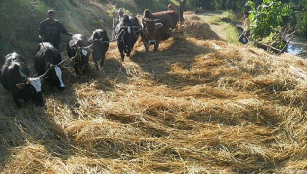 पोखरामा आजदेखि दाइँ महोत्सव