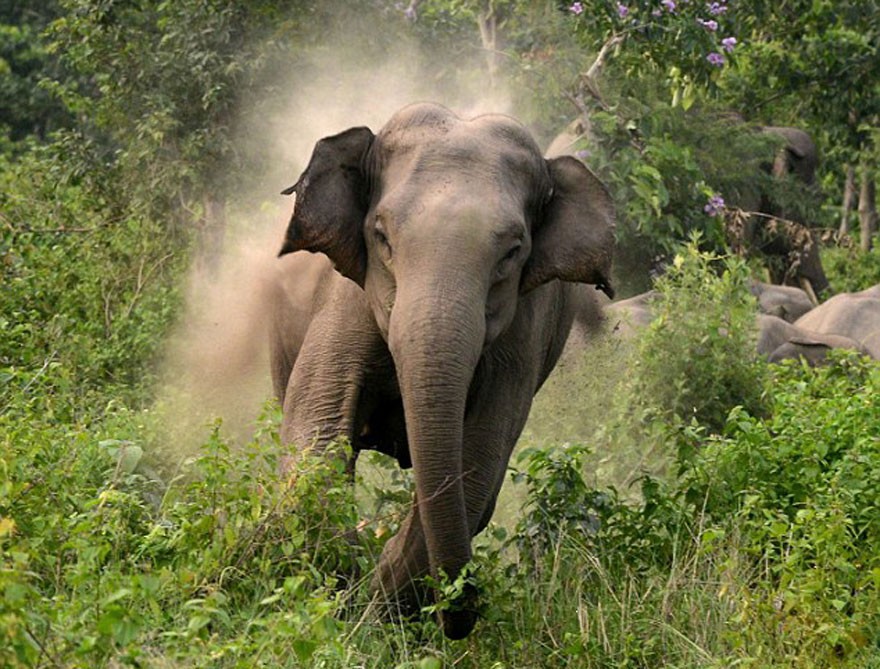 जङ्गली हात्ती बस्ती पस्न थालेपछि निजीलाई एकीकृत गर्न माग
