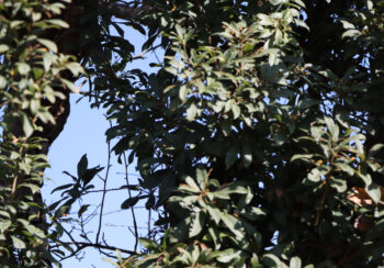 पुसमै पाक्यो ‘चैते काफल’