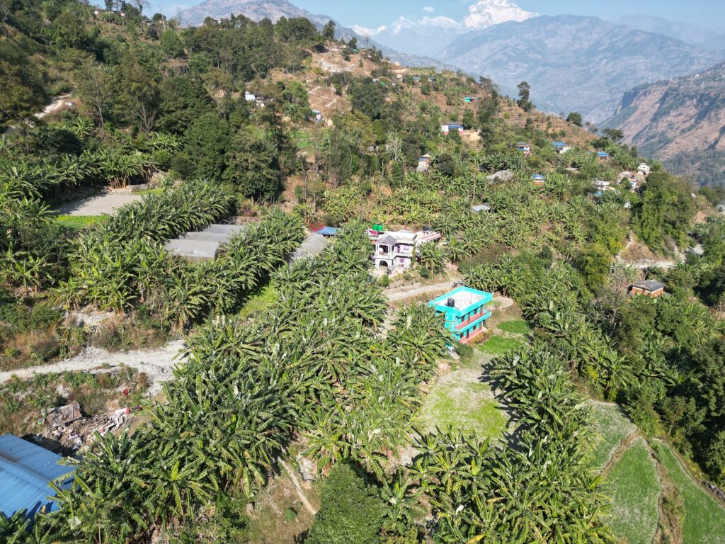 गाउँभरि केराखेती, केराले बजार नपाउँदा किसान चिन्तित