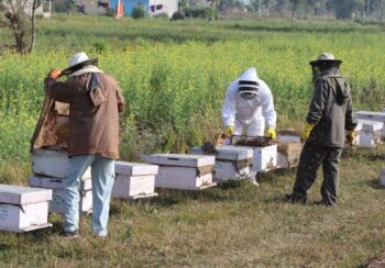 नेपाली महले बजार नपाएपछि आयात रोक्न माग