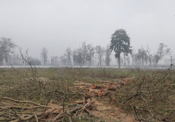 नवलपुरको सदरमुकाम निर्माण स्थलका रुख काटियो