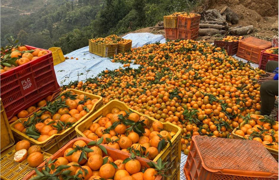 सुन्तलाको मूल्य वृद्धि हुँदा किसान उत्साहित