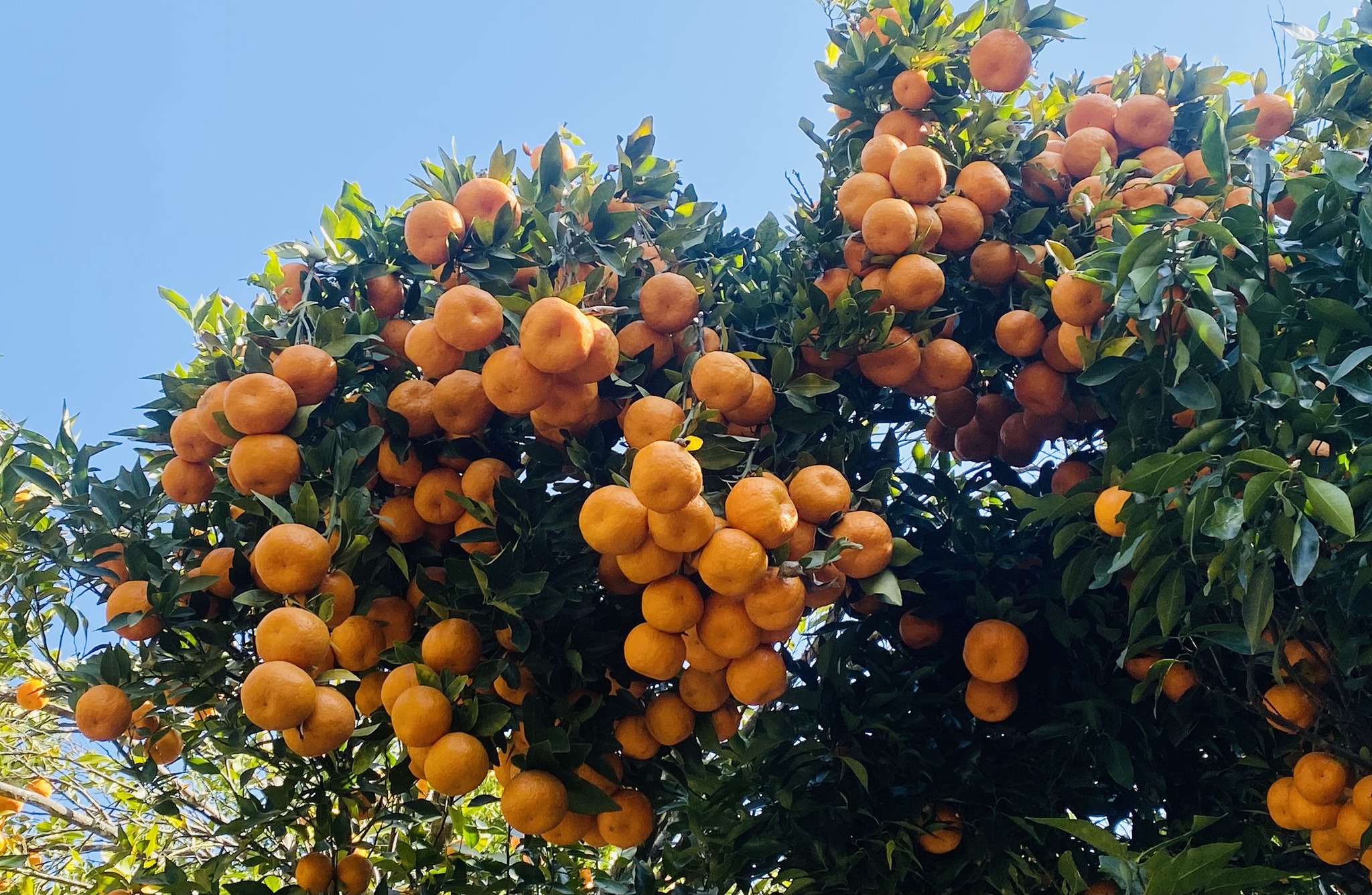 कोदो र मकै फल्ने बारीभरि लटरम्म सुन्तला