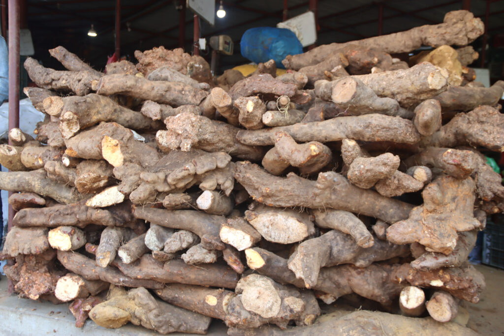 ५० प्रतिशत घट्यो तरुल उत्पादन