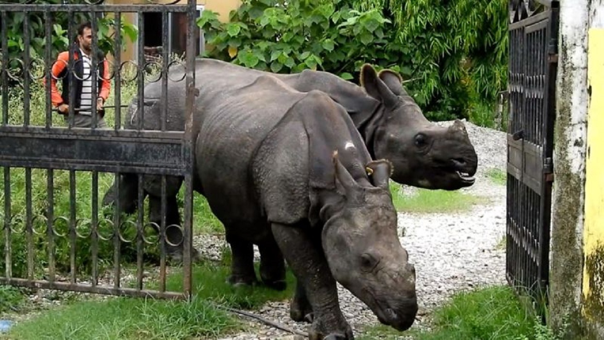 दुई पोथी गैँडा स्थानान्तरण