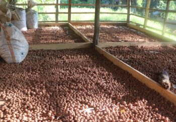 भोजपुरका किसानको आम्दानीको स्रोत बन्दै रुद्राक्ष