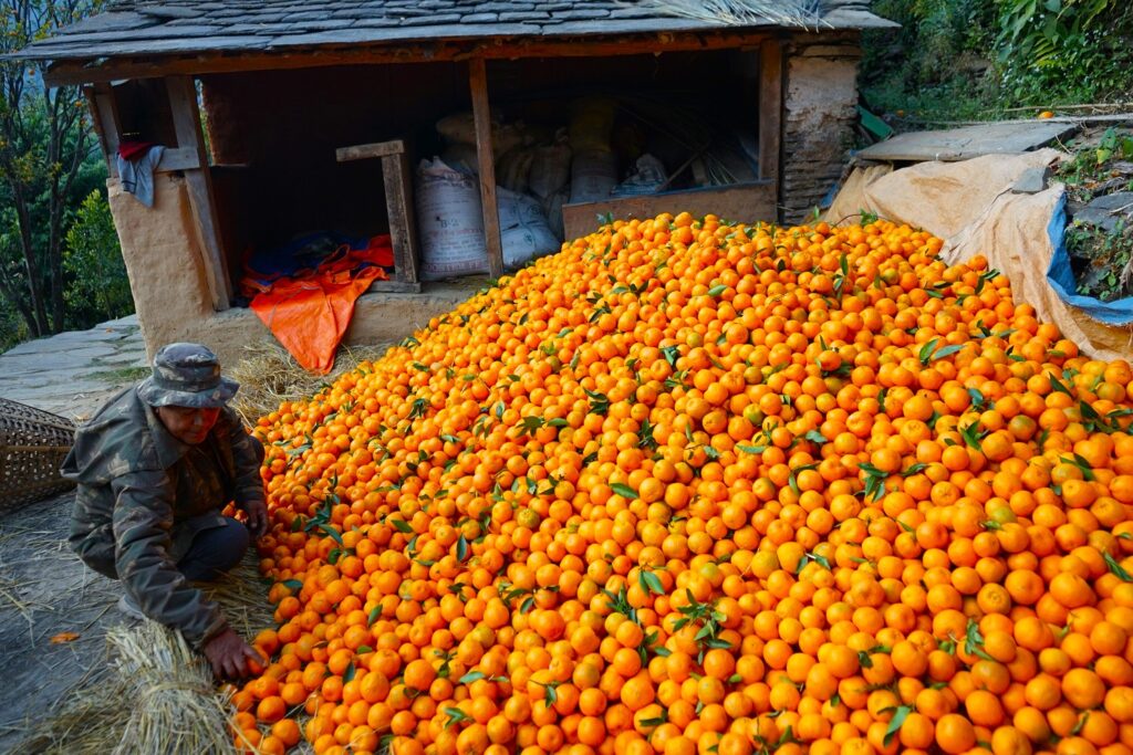 तनहुँमा ४२ करोड ५० लाखको सुन्तला बिक्री