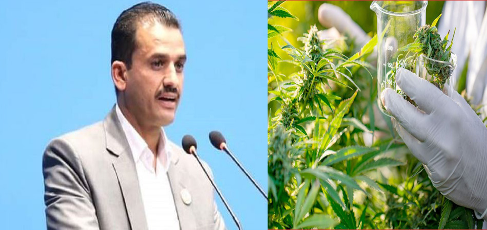 गाँजा खेती खुला गर्न माओवादी नेता माधव सापकोटाको सरकारसँग माग