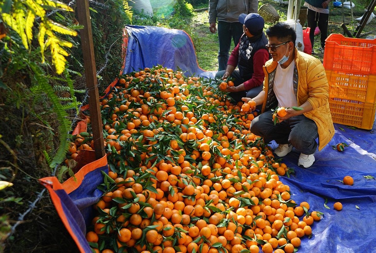 झाडी फाँडेर सुन्तला बगान