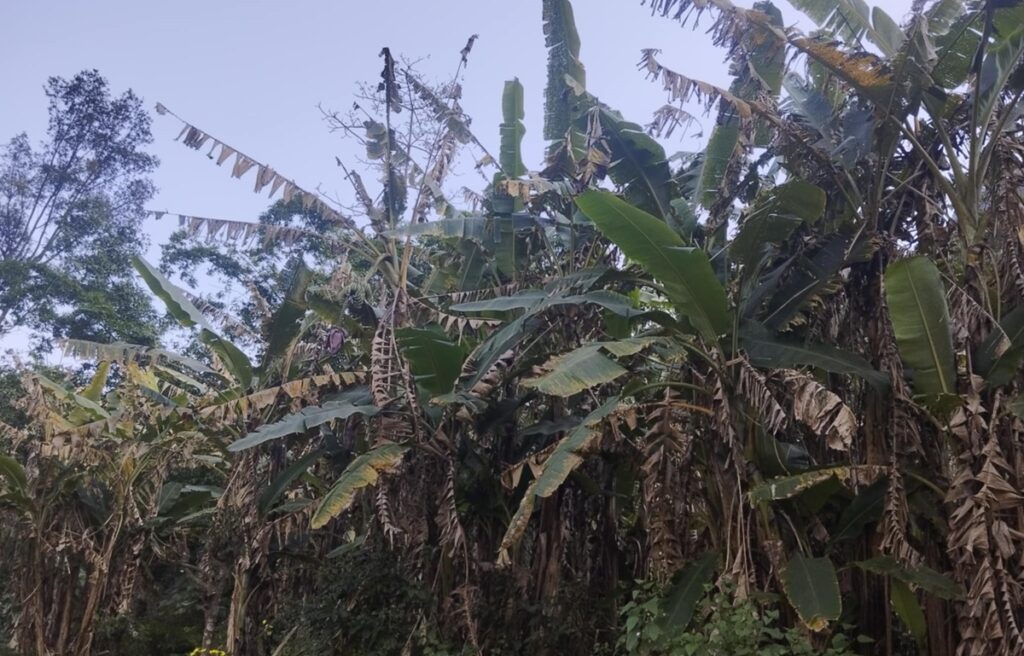 केराका बोट सुक्न थालेपछि म्याग्दीका किसान चिन्तित