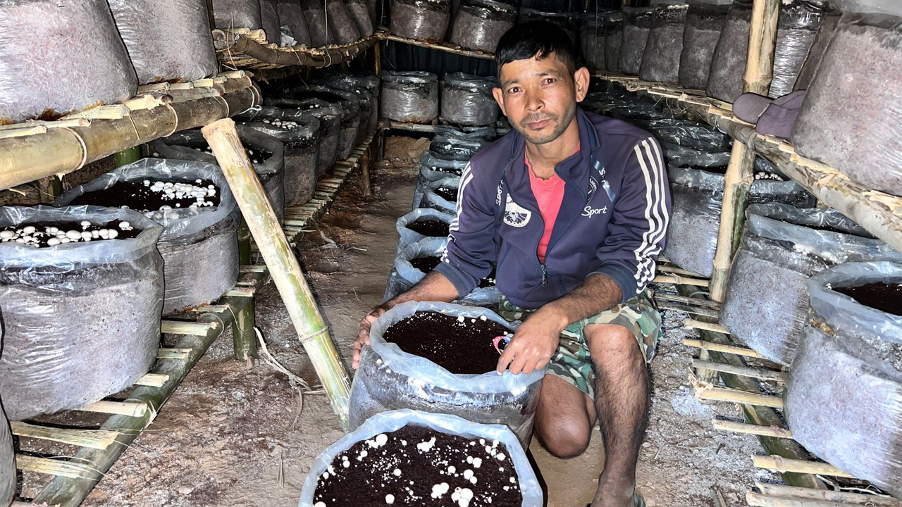 डोटीमा व्यावसायिक गोब्रे च्याउ उत्पादन सुरु