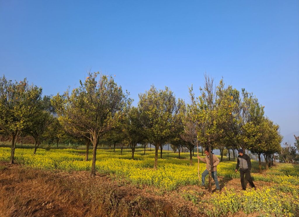 रोगले सुकेर उजाडिए रामपुरका सुन्तला बगैँचा