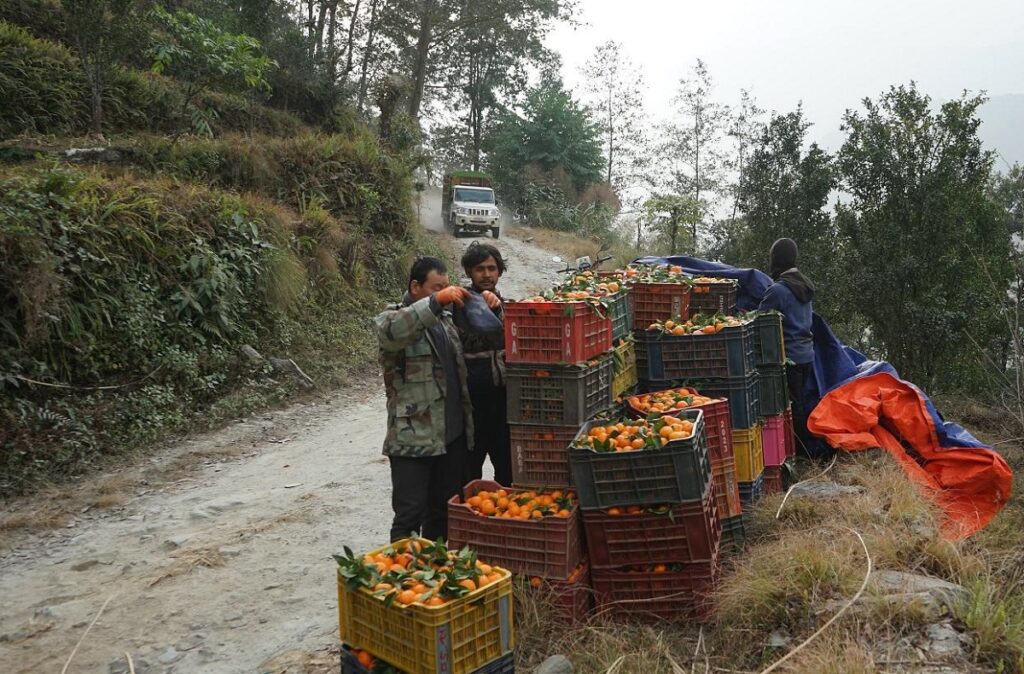 म्याग्दीमा सुन्तला उत्पादन २५ प्रतिशतले बढ्यो