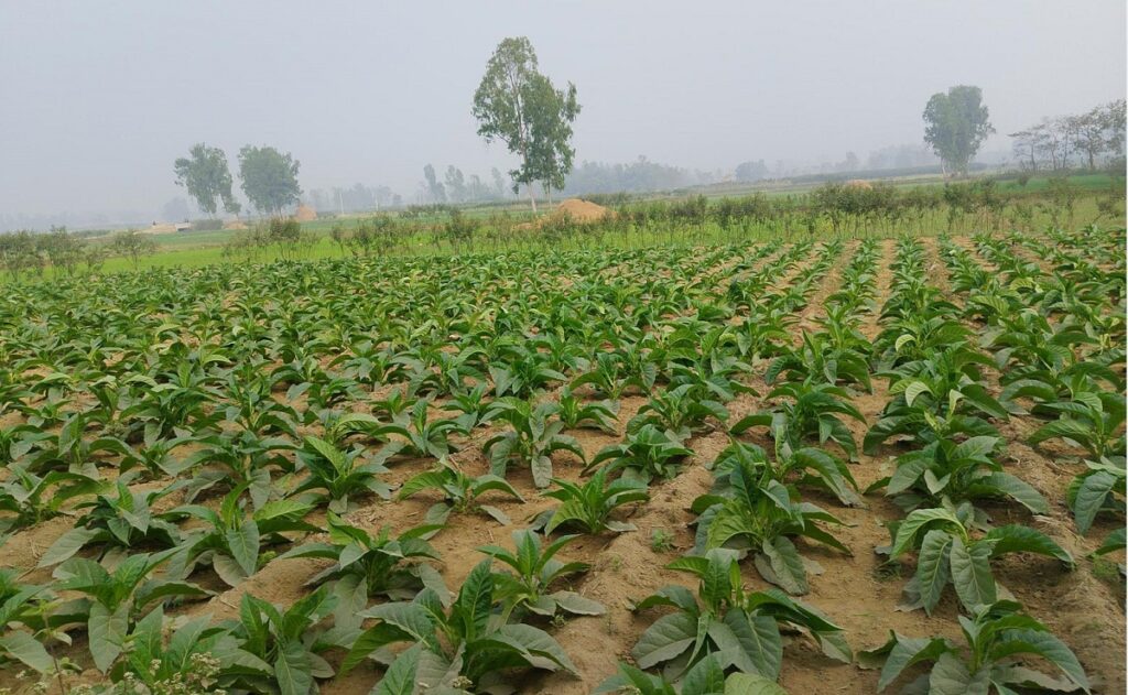 महोत्तरीमा आम्दानीको माध्यम बन्दै सुर्तीखेती