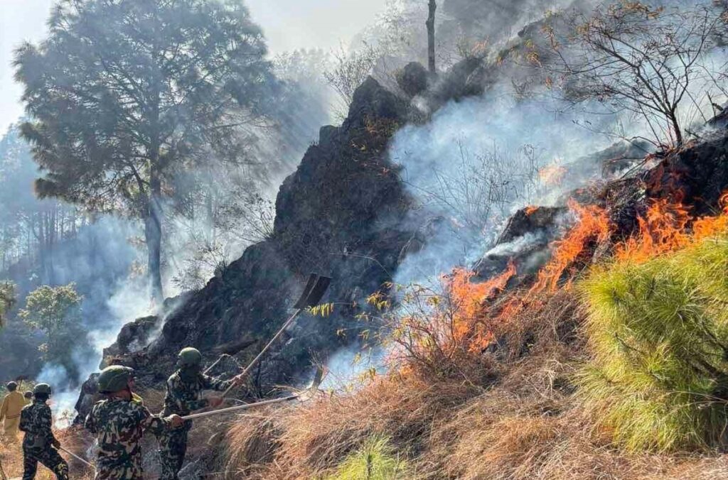 पाल्पामा डढेलोबाट चार सामुदायिक वनमा क्षति