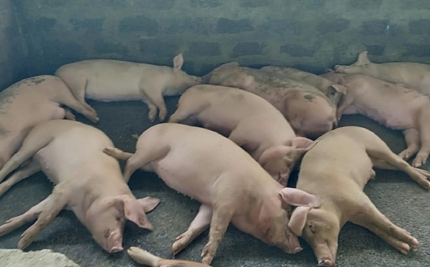 अज्ञात रोगले बङ्गुर मर्न थालेपछि किसान चिन्तित