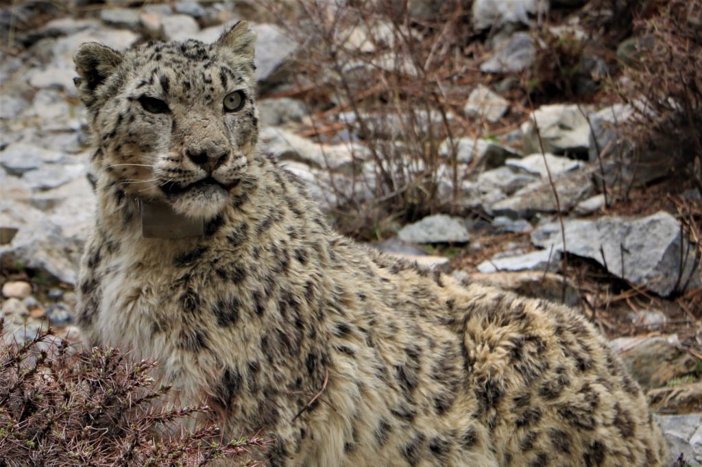 मुस्ताङमा हिउँ चितुवाको आक्रमणबाट आठ च्याङ्ग्रा मरे