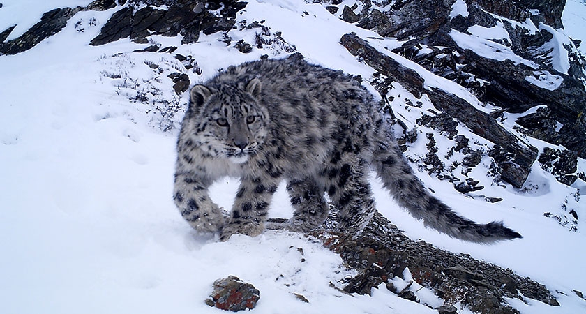 हुम्लाको नाम्खामा ३९ वटा हिउँ चितुवा भेटिए