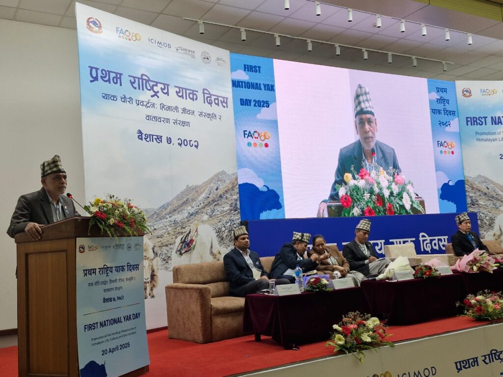 घट्दै छ याकको सङ्ख्या ; मन्त्रीले भने- चौँरी पालनका लागि सङ्गठित प्रयास आवश्यक