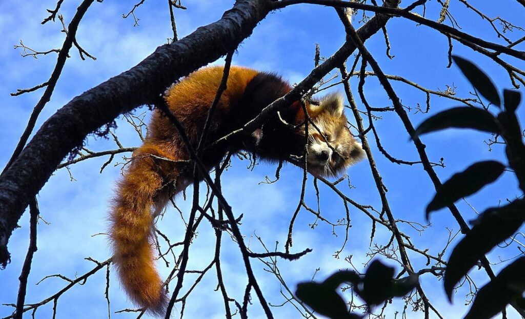 रेडपाण्डा तथा थार महोत्सवको तयारी पूरा