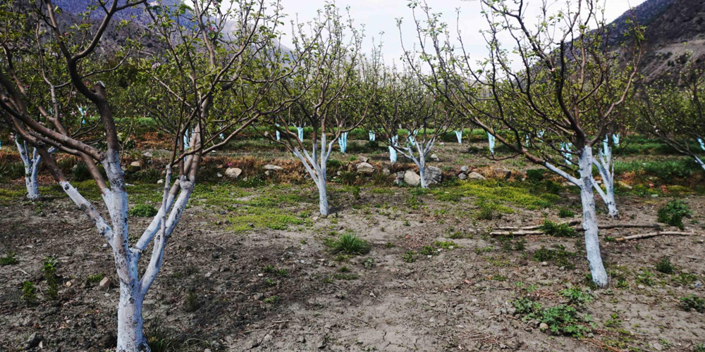 वर्षाले मुस्ताङमा फुल्न लागेको स्याउका बोटमा असर, उत्पादन घट्ने प्रक्षेपण