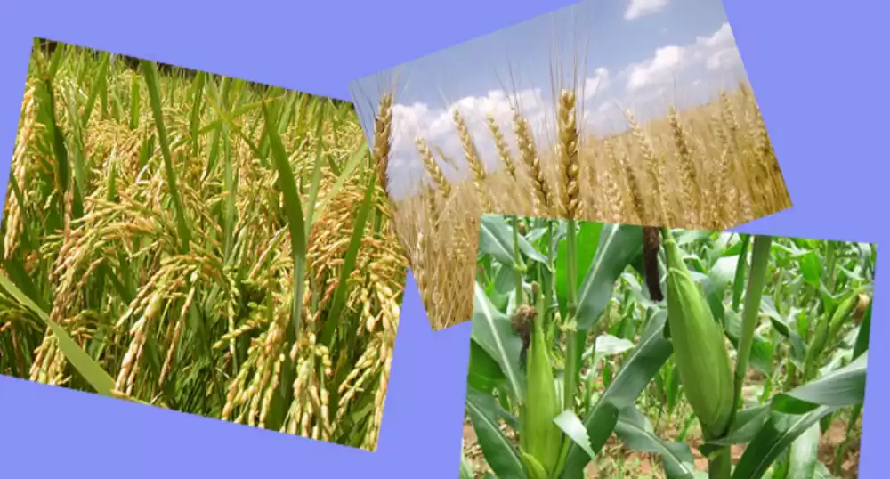 गहुँ छाड्दै मकै रोज्दै झापाका किसान, उत्पादन क्षेत्रमा फेरियो प्राथमिकता