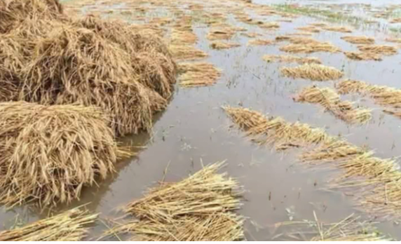 वर्षाले गहुँबालीमा क्षति हुँदा किसान चिन्तित