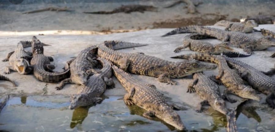 राप्तीमा थप १५ घडियाल गोही छाडियो, संरक्षणमा चुनौती कायमै