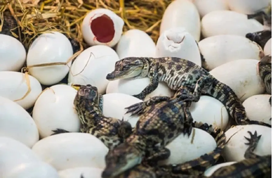 जोखिममा रहेका सात गुँडबाट गोहीका २३२ अण्डा सङ्कलन