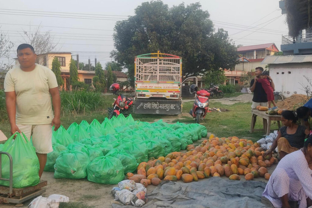 वडा सदस्य मीनबहादुर महतोको लोभलाग्दो मेवा खेती