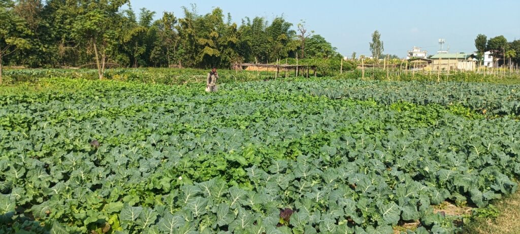 सागसब्जीखेती प्रवर्द्धन गर्न भोजपुरको भुल्केमा ‘एक घर, एक टनेल’ कार्यक्रम