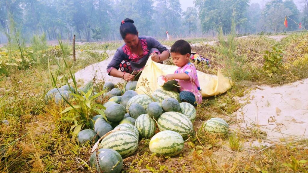 तरबूजा खेती गरेरै जीविका चलाउँँदै दुई सय परिवार