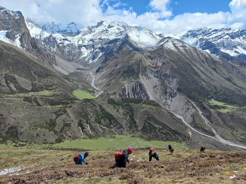 छेकम्पारका बासिन्दा यार्सागुम्बा सङ्कलनका लागि छेके र बाजु लेकतिर प्रस्थान