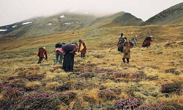 मनाङमा यार्सागुम्बा खोज्ने क्रममा भीरबाट लडेका युवकको शव निकाल्न नसकेपछि सुरक्षाकर्मी फर्किए