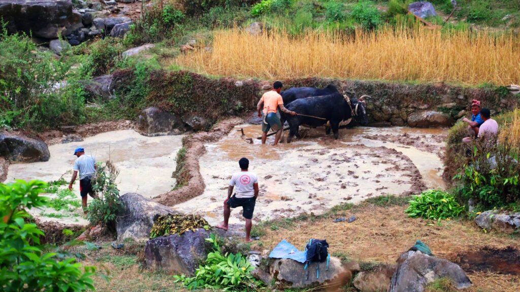 काठेखोला गाउँपालिकाद्वारा हलगोरु पाल्ने १७८ किसानलाई पोषणभत्ता वितरण