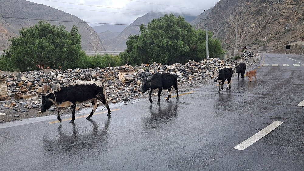 ‘हिमाली जिल्लाका लुलु गाई संरक्षणतर्फ ध्यान पुगेको छैन’