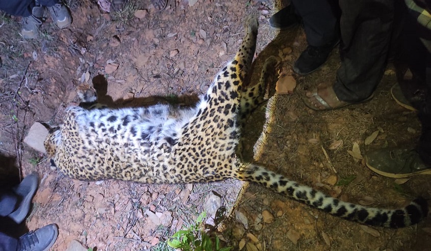 दैलेखमा चितुवा मृत फेला