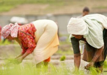 देशभरि मनाइयो २२ औँ राष्ट्रिय धान दिवस