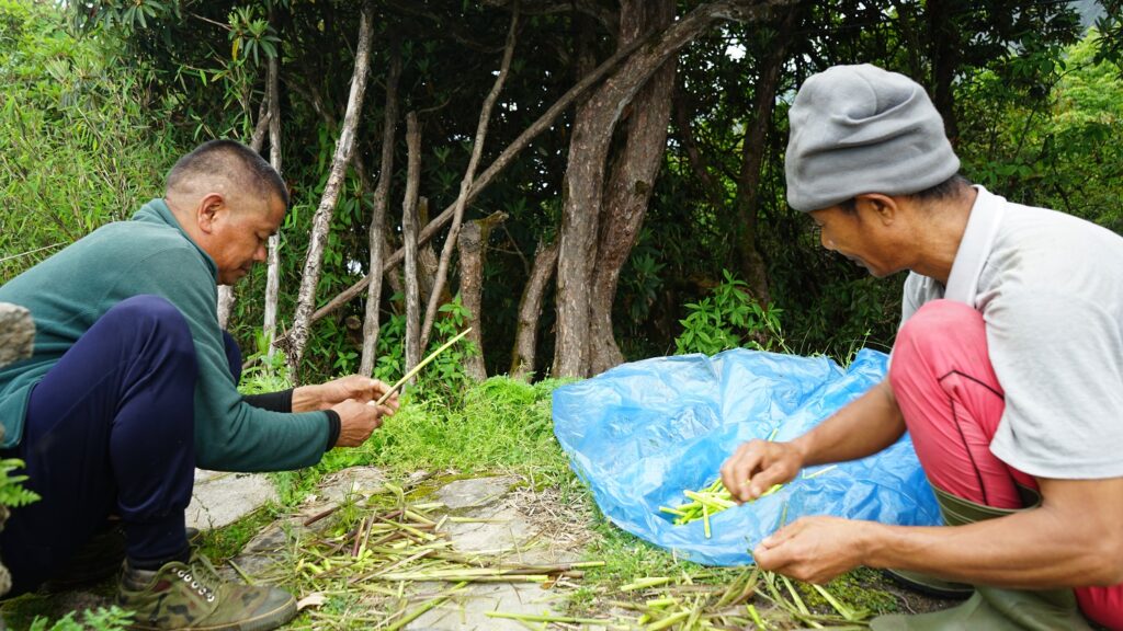 लेकाली च्याउ, टुसा र ढकायो उपभोक्ताको रोजाइमा