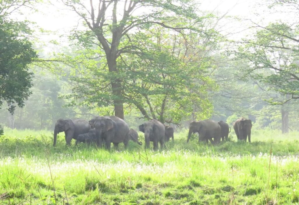 मानव–हात्ती द्वन्द्व : डेढ दशकमा ७२ जना र २५ हात्तीको मृत्यु