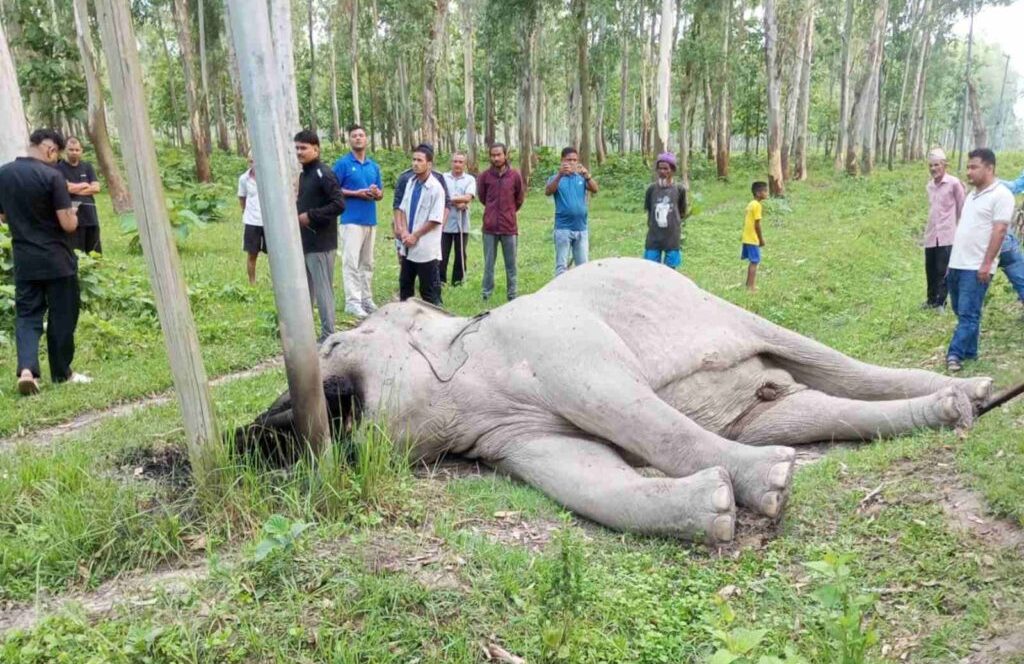 ‘करेन्ट’ लागेर जंगली हात्तीको मृत्यु