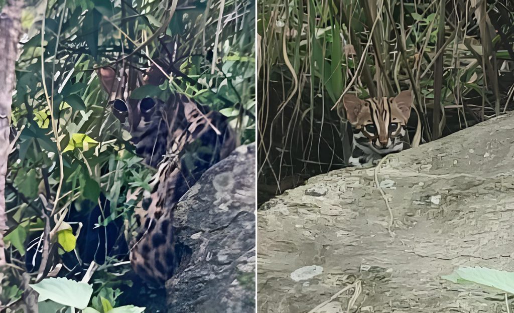 रसुवामा दुई बच्चासहित दुर्लभ चरी बाघ फेला