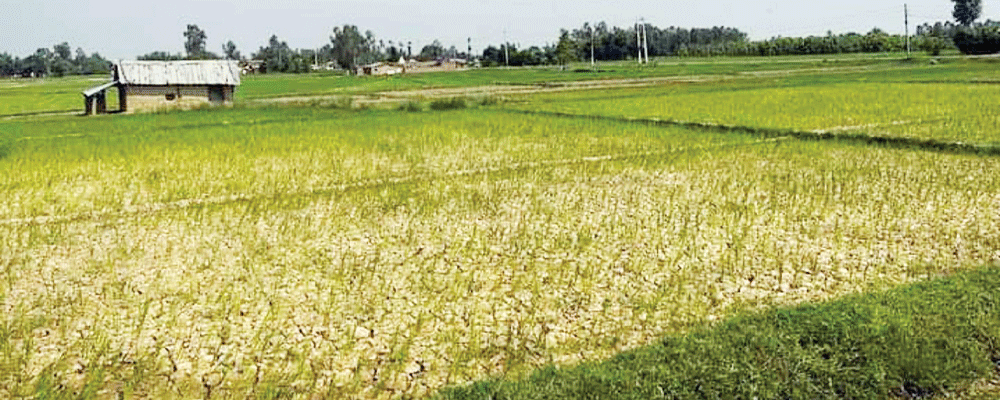 सुदूरपश्चिममा खडेरीले धान सुक्न थाल्यो, गर्मीले जनजीवन कष्टकर