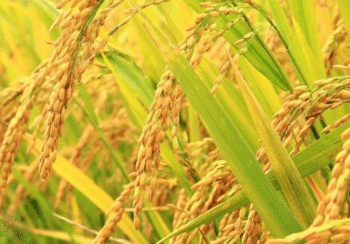 रैथाने ‘अनदी धान’ लोपोन्मुख अवस्थामा