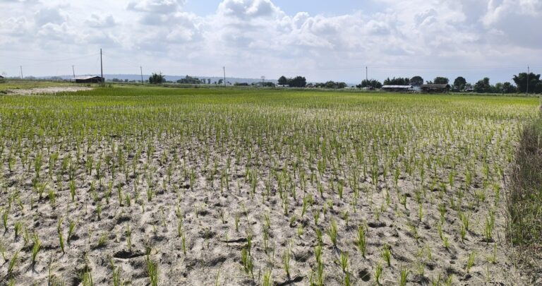 सुक्नथाले रोपो : नारायणी लिफ्टले तानेको पानी पर्याप्त भएन