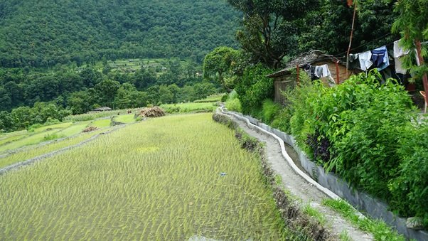 बाउन्न हेक्टरमा सिँचाइ सुविधा विस्तार